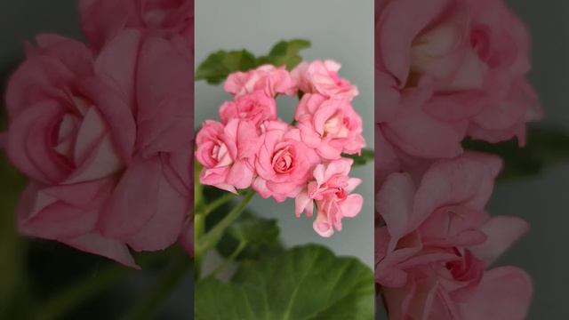 Пеларгонія Grainers Antique Rose #квіти #pelargonium #pelargonia #рослини #пеларгонія #flower смотреть онлайн