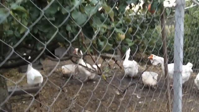 Холмогорские гуси в Грайворонском районе. Часть 3 смотреть онлайн