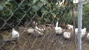 Холмогорские гуси в Грайворонском районе. Часть 3