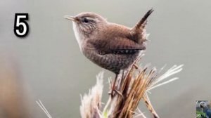 Сможете назвать этих коричневых птичек?