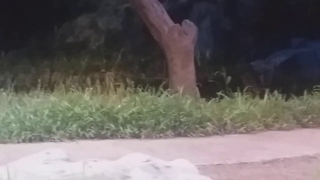 Creatures of the night 2019 06 12 21:45:13 смотреть онлайн