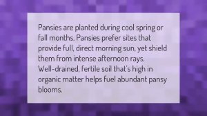 Do pansies regrow every year?