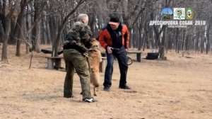Подготовка собак к испытаниям ОКД / ЗКС Уссурийск /Кинолог- Александр Мудрый