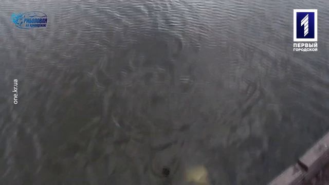 Риболовля на Криворіжжі: короп та білий амур