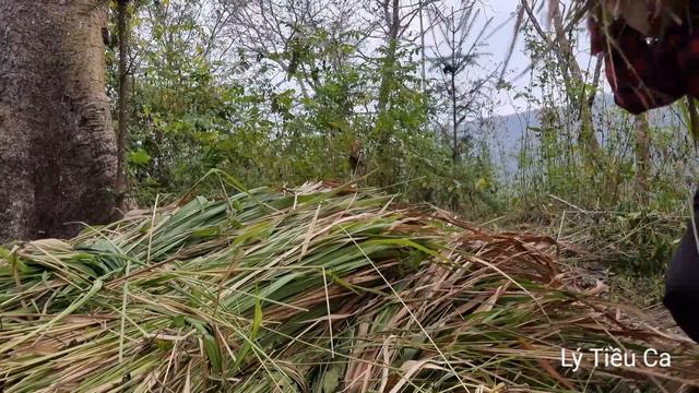 43 The day a 19-year-old single mother and her poor child began to build a new life - Lý Tiều Ca смотреть онлайн