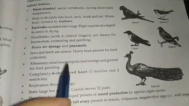Class-9 (Chapter-3) Class Reptila, Aves and Mammalia
