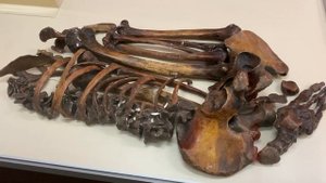 КОСТЁНКИ. ПО СЛЕДУ ДРЕВНЕГО ЧЕЛОВЕКА №2