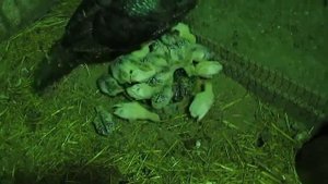 Птицеводство/ Индюшата/ Индейка с индюшатами