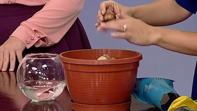 Советы ландшафтного дизайнера׃ посадка луковичных смотреть онлайн