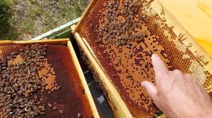 Выбор правильного места для размещения маточника в отводке или пчелосемье.