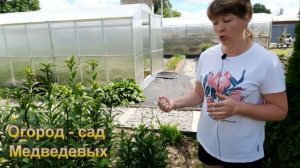 Важная подкормка лилий