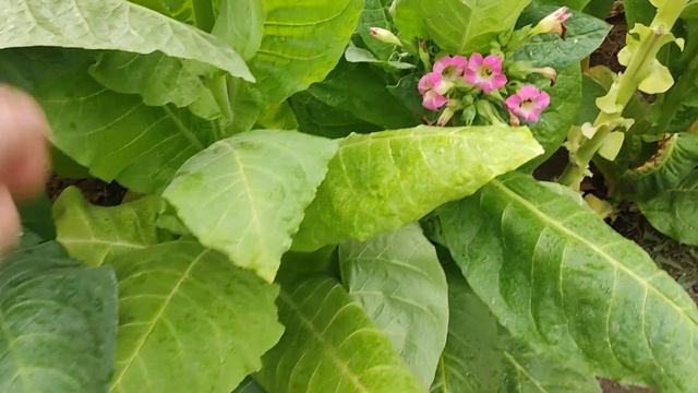 Обзор сорта табака Крупнолистный 32 смотреть онлайн