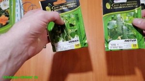 Новые сорта огурцов в подземную теплицу//Выращивание огурцов в зимнее время года//Семена огурцов