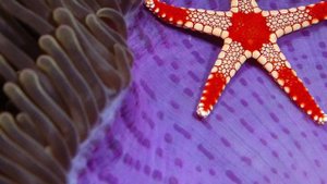 Флюорит свойства камня и кому он подходит по Знаку Зодиака