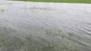 Рыба под ногами. Весна на ериках, хутор Сазаний Угол, Харабали, р.Ахтуба