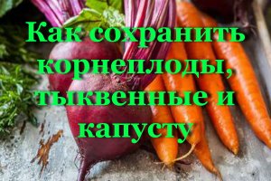 Как сохранить корнеплоды, тыквенные и капусту