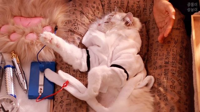 ASMR ??고양이 발바닥 따끔침 한방 클리닉✨고양이 전용 에스테틱 / 수지침 / 대왕 젤리 / 따끔 단어 반복 / 침 놓기 / 후시녹음/ 팅글 100% 보장 /Roleplay смотреть онлайн
