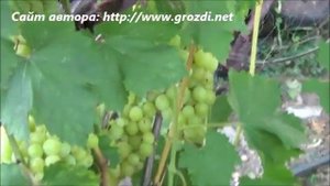 Сорт винограда: Болгария