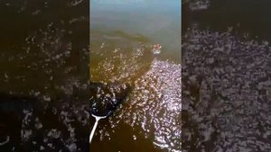 Толстолоб в сентябре!!!