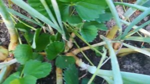 Копаем семейный лук старообрядческий жёлтый июль 2018 года