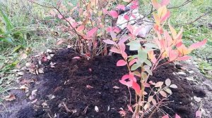 Голубика в зиму