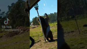 Песенка о медведях (Клип)