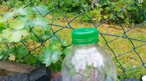 Ловушка для слизни, Nacktschnecken fangen.