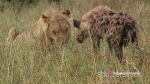 THE LIFE OF  HYENAS | FULL Documentary on Hyenas | New documentary