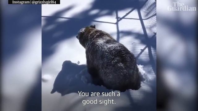 Как просыпаются Медведи Гризли? Понадобилось 8 лет. # 3 Новости Animal News. смотреть онлайн