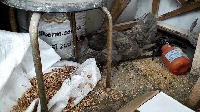 КОРМЛЕНИЕ ПТИЦ БЕЗ КОМБИКОРМА! СУПЕР РЕЗУЛЬТАТЫ, КОРМ СВОИМИ РУКАМИ! ВЫ ДОЛЖНЫ ЭТО ЗНАТЬ.