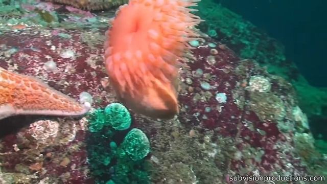 Вот что будет, если не стричь Овцу несколько лет подряд смотреть онлайн