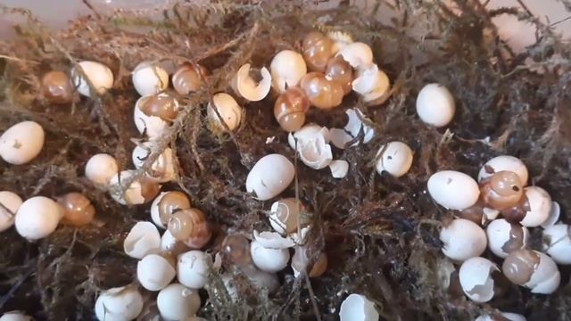 Вылупление малышей ретиков!!? смотреть онлайн