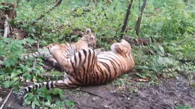 Игры тигрят Тимурчика и Амурчика