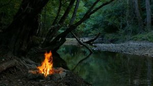 Как пересадить мандариновое дерево в домашних условиях?