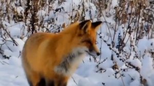 лиса зимой