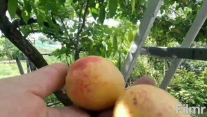 Сорт абрикоса Шалах(ананасный)