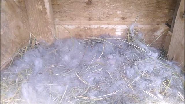 Жизнь кроликов в клетках с рождения/Домашнее хозяйство - цыплята смотреть онлайн