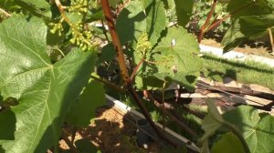 Цветет виноград. Что делать в это время?