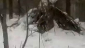 притравка молодых лаек по кабану