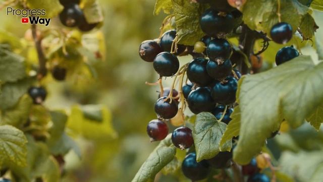 Кормлю кусты смородины этим в мае и июне потом раздаю ягоды всем подряд! Урожаем заваливает смотреть онлайн