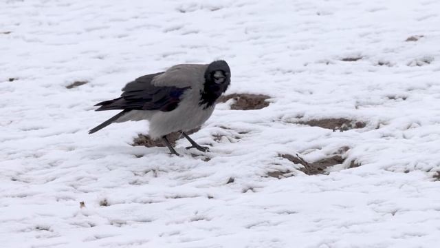 Какие птицы и звери делают запасы на зиму? смотреть онлайн