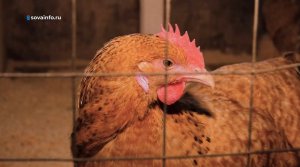 Куры-аристократы. Агрокурьер