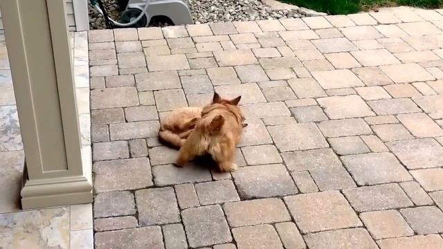 Norwich terrier loves her kitties смотреть онлайн