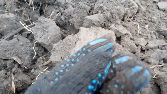 Поиск монет, ЦАРСКОЕ СЕРЕБРО!!! Три часа шли по болоту до урочища смотреть онлайн