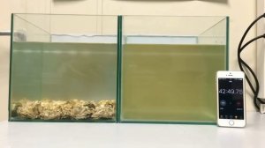 Наглядно о том, как хорошо устрицы очищают воду  Взрослый моллюск очищает до 200 л в день