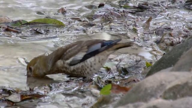 Самец и самка обыкновенного дубоноса смотреть онлайн