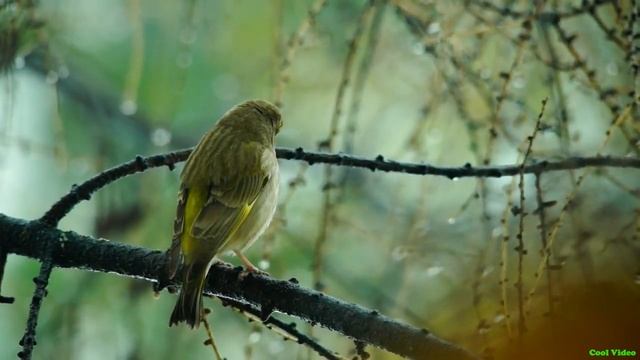 Обыкновенная зеленушка (European greenfinch)