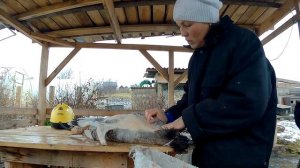 Почему гуси худеют // Ощипываю гуся // Как надуть гуся перед ощипом