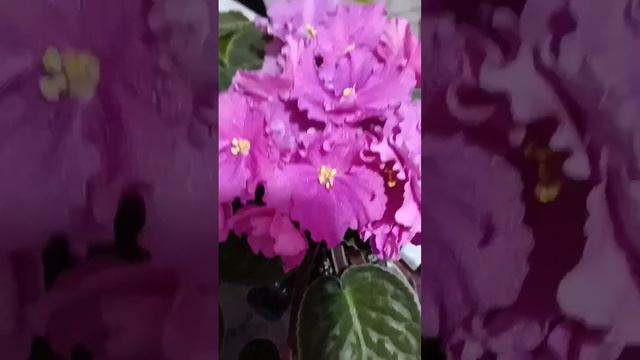 Цветущие фиалки *5 смотреть онлайн