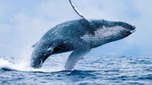 Чудеса океана Хищник или жертва  National Geographic